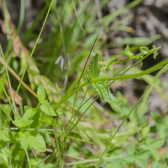 Nemesia caerulea
