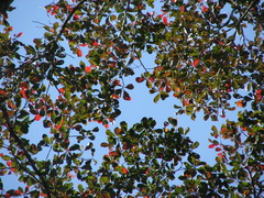 Terminalia microcarpa