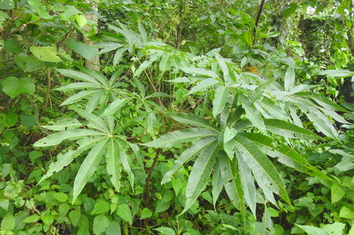 Image of Sterculia foetida by (c) Manoj Karingamadathil, some rights reserved (CC BY-SA)