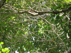 Terminalia microcarpa