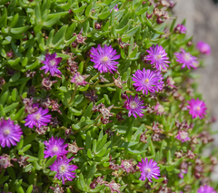 Delosperma grantiae