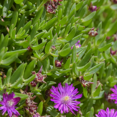 Delosperma grantiae