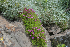 Delosperma grantiae