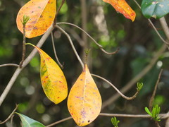 Terminalia microcarpa