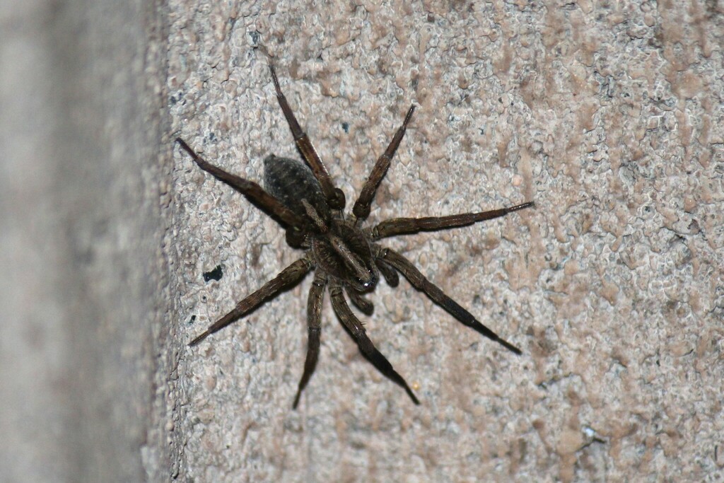 Thin-legged Wolf Spiders from Thunder Bay, ON, Canada on August 24 ...