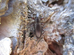Brachyderes rugatus