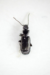 Microlestes minutulus