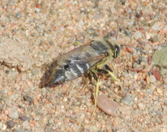 Bembix americana spinolae