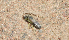 Bembix americana spinolae