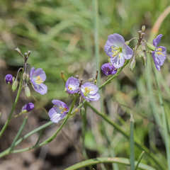 Heliophila carnosa