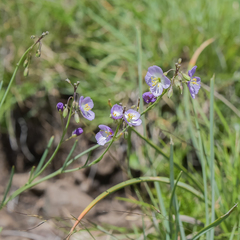 Heliophila carnosa