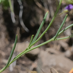 Heliophila carnosa