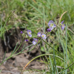 Heliophila carnosa