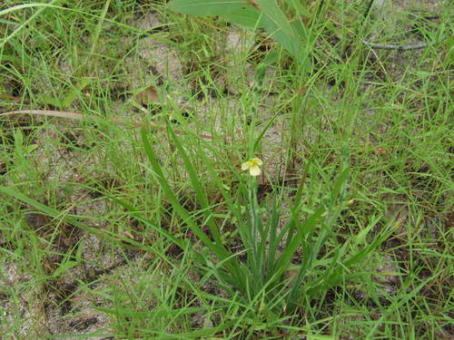 Cartonema parviflorum, 2009-03-05