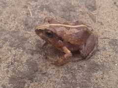 Arthroleptis stenodactylus