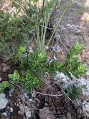 Syncolostemon transvaalensis