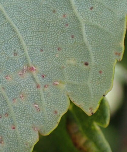 Sycamore Cherry Mite