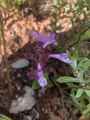 Syncolostemon transvaalensis