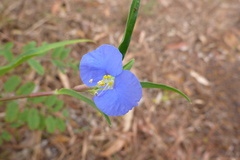 Commelina ensifolia