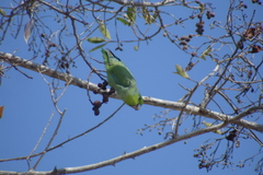 Forpus cyanopygius insularis