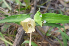 Commelina ensifolia