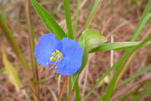 Commelina ensifolia R.Br.
