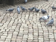 Columba livia domestica