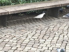 Columba livia domestica