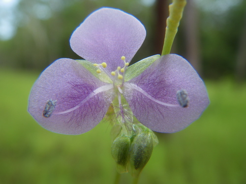 Murdannia gigantea, photograph 1