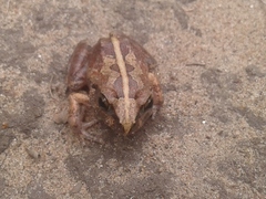 Arthroleptis stenodactylus