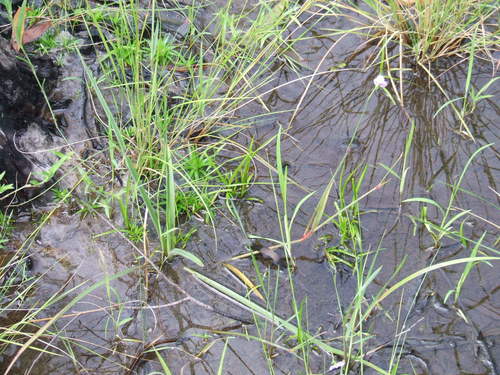 Murdannia gigantea, photograph 2