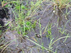 Murdannia gigantea