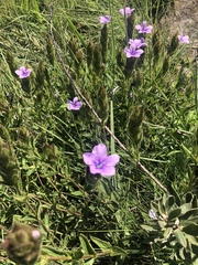 Barleria ovata
