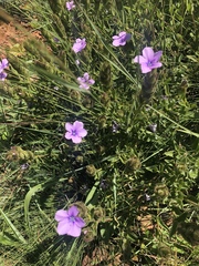Barleria ovata