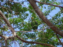 Amazona oratrix tresmariae