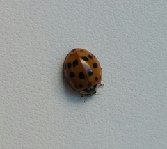 Harmonia axyridis