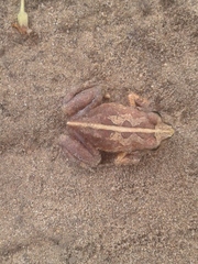 Arthroleptis stenodactylus