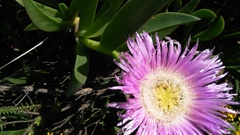 Carpobrotus mellei