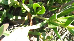 Carpobrotus mellei