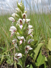 Brachycorythis conica