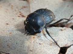 Cephalodesmius armiger