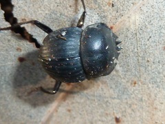 Cephalodesmius armiger