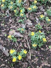 Eranthis