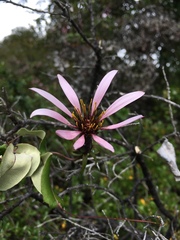 Mutisia spinosa