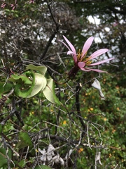 Mutisia spinosa