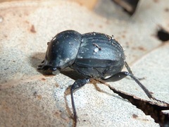 Cephalodesmius armiger