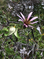 Mutisia spinosa