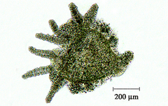 Amoeba proteus