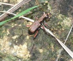 Heptodonta posticalis