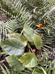 Image of Begonia pulcherrima